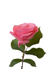 pink single rose with isolated white background