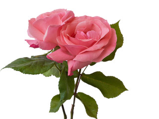two pink roses with white background isolated