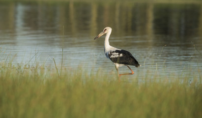 Obraz premium Maguari Stork, Argentina