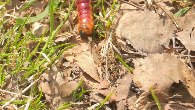 caterpillar, grass, leaves, cossus