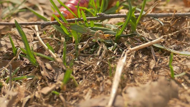 caterpillar, grass, leaves, cossus