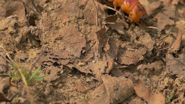 caterpillar, grass, leaves, cossus