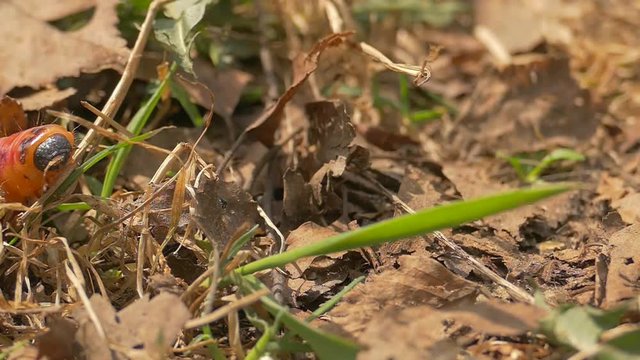 caterpillar, grass, leaves, cossus