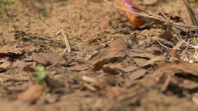 caterpillar, grass, leaves, cossus