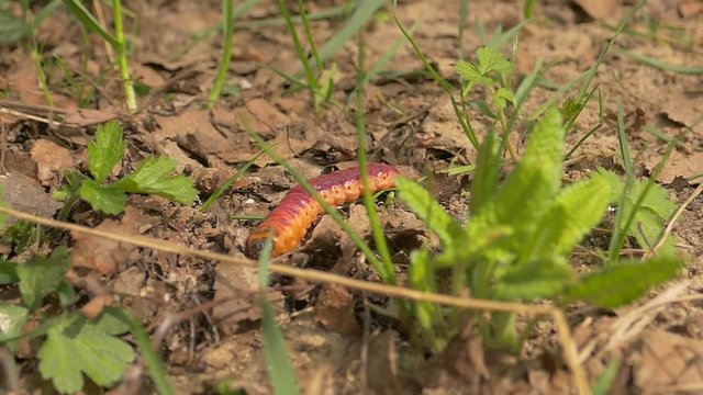 caterpillar, grass, leaves, cossus