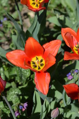 Czerwone tulipany liliokształtne w ogrodzie