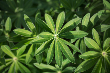 unusual pattern of leaves. beautiful floral background.