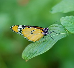Fototapeta na wymiar Beautiful butterfly resting on a leaf