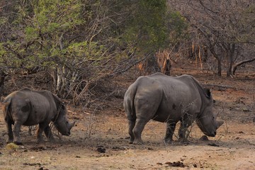 Fototapeta premium Rinoceronte