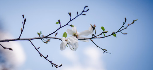 branch of a fruit tree blossoms buds on the sun in the spring