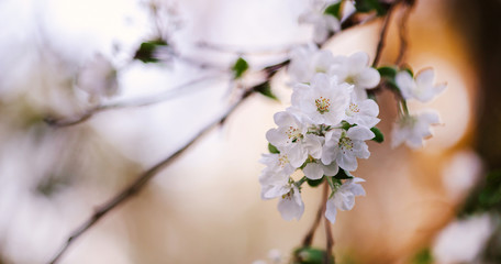 a branch of a fruit tree covered in white blooms in the garden in the spring