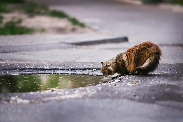 fluffy cat of black and brown color drinking water from a puddle on the road after a rain in the spring