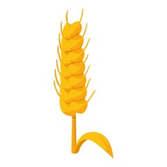 Wheat icon. Isometric of wheat vector icon for web design isolated on white background