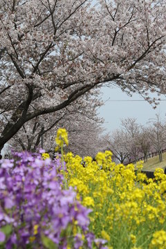さくらの山　桜