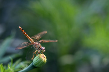 dragonfily 