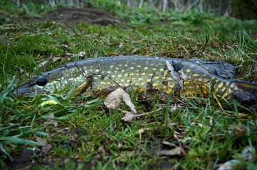 Fish in the fisherman's hand. The pike is caught on a jig with a soft silicone bait. The bait in the ravenous jaw. Fishing with spinning.