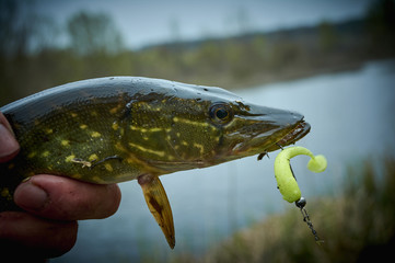 Fish in the fisherman's hand. The pike is caught on a jig with a soft silicone bait. The bait in...
