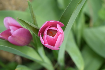 Rozkwitające różowe tulipany Pink tulips blooming for spring background