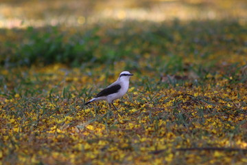 white bird walking on yellow leaves