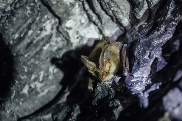 Brown common long-eared bat (Plecotus auritus) in chalky cave