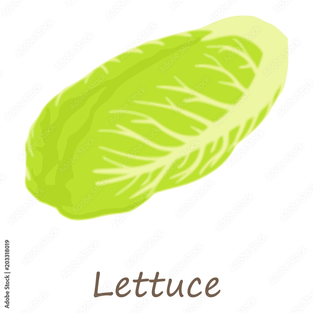 Poster lettuce icon. isometric of lettuce vector icon for web design isolated on white background