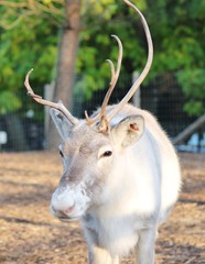 reindeer in pen 
