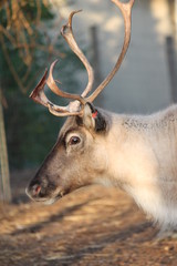 reindeer in stable ready for christmas