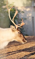 reindeer in stable ready for christmas