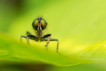 Mosca cazadora (Diptera, Asilidae) en hoja verde mostrando sus ojos