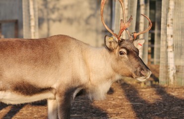 reindeer in stable ready for christmas