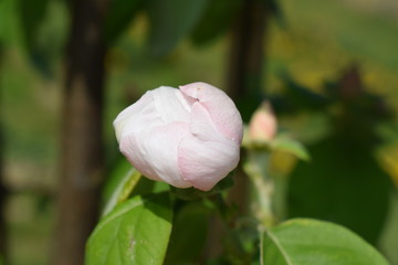 Pąk pigwy wielkoowocowej wiosną Quince blossom