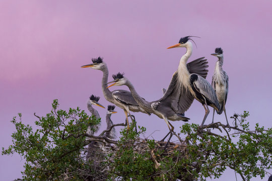 Garzas cuca (Ardea cocoi) en su nido sobre un arbol al atardecer