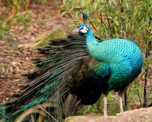 A Male  Indian peacock or blue peacock (Pavo cristatus) with distinctive iridescent blue plumage
