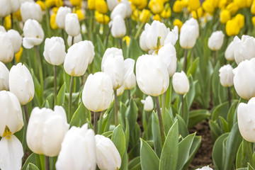 Flowers in Everland, South Korea