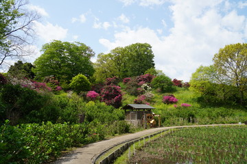 Rhododendron in Yokosuka iris garden