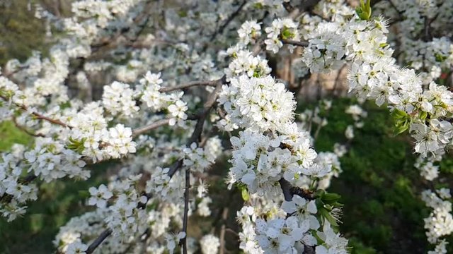 cherry blossom branch background slow motion
