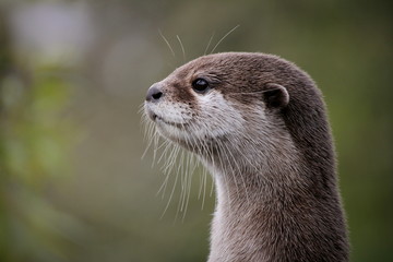 Cute close up portrait of an Asian or Oriental small clawed otter (Aonyx cinerea) with out of focus background