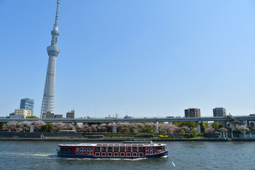 Naklejka premium 春の隅田川