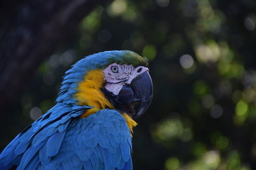 THE BLUE MACAW