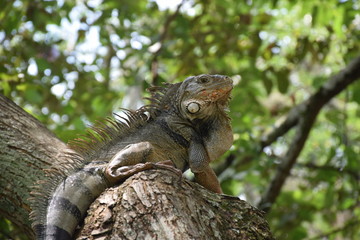 IGUANA