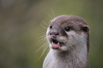 Close up portrait of an Asian or Oriental small clawed otter (Aonyx cinerea) calling  out