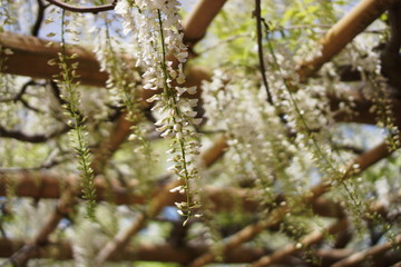 Japanese Wisteria