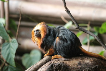 Golden-headed lion tamarin monkey on tree stock, photo, photograph, image, picture, 