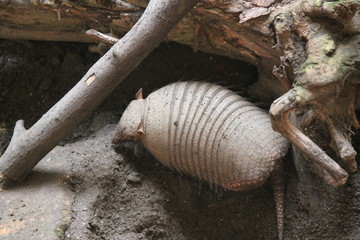 armadillo - Nine-banded armadillo