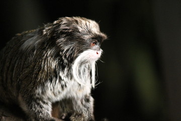 Emperor Tamarin monkey from the Amazon jungle, this monkey is famous for having a moustache stock photo