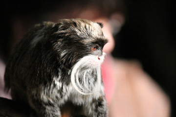 monkey Emperor Tamarin with moustash
