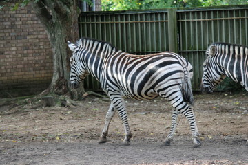 Fototapeta na wymiar Black and white zebra at zoo