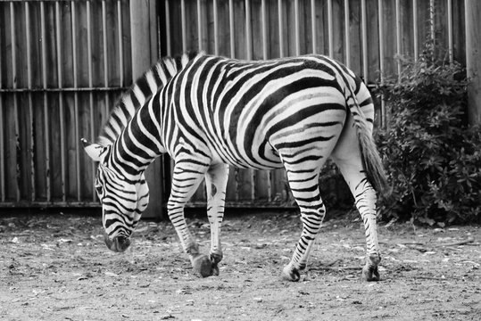 Black and white zebra at zoo
