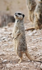 meerkat close up
