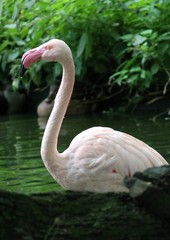flamingo pink bird from africa 